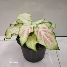Caladium PINKISH WHITE NEW IN JIFFY BAG