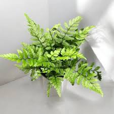 KOREAN ROCK FERN IN JIFFY BAG