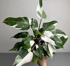White Princess Philodendron (Tissue Culture Plant in Jiffy Bag)