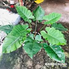 Philodendron jungle fever (Tissue Culture Plant in Jiffy Bag)