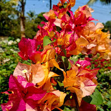 BOUGAINVILLEA ADARNA IN 3" cover