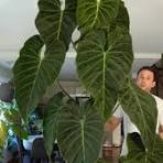 Philodendron SPLENDID (Tissue Culture Plant in Jiffy bag)