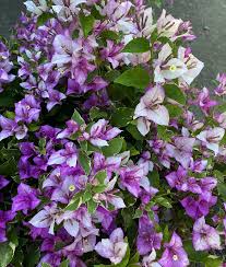 BOUGAINVILLEA TRI COLOR IN 3" cover
