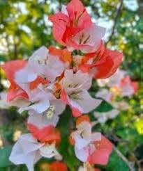 BOUGAINVILLE MAHARANI GRAFTED PLANT IN 5" COVER