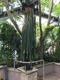 FOLIAGE ANTHURIUM VITTARIFOLIUM IN JIFFYBAG