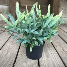 4 RARE FERN COMBO 444/- IN JIFFY BAG