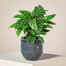 Calathea Freddie Tissue Cultured Plant in Jiffybag