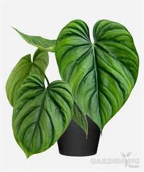 Philodendron Sp.Colombia (Tissue Culture Plant in Jiffy bag)