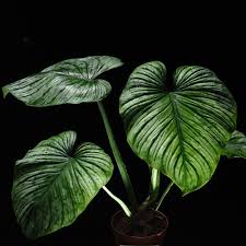 Philodendron Mamei Silver Cloud (Tissue Culture Plant in Jiffy bag)