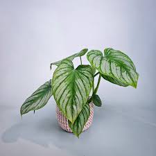 Philodendron Mamei Silver Cloud (Tissue Culture Plant in Jiffy bag)