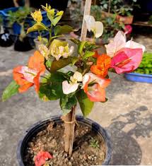 BOUGAINVILLE MAHARANI GRAFTED PLANT IN 5" COVER
