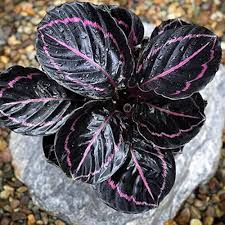Calathea Dottie (Well Rooted Plant Without Pot)