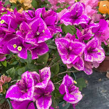 BOUGAINVILLE BUTTERCAP GRAFTED PLANT IN 3" COVER