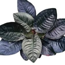 2 SHISMATOGLOTIS METALLICA (Tissue Culture Plant in Jiffy Bag)