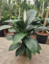 spathiphyllum sensation ( tisuue culture plant in jiffybag)