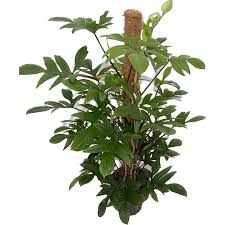 PHILODENDRON PEDATUM LACINATUM (Tissue Culture Plant in Jiffy Bag)