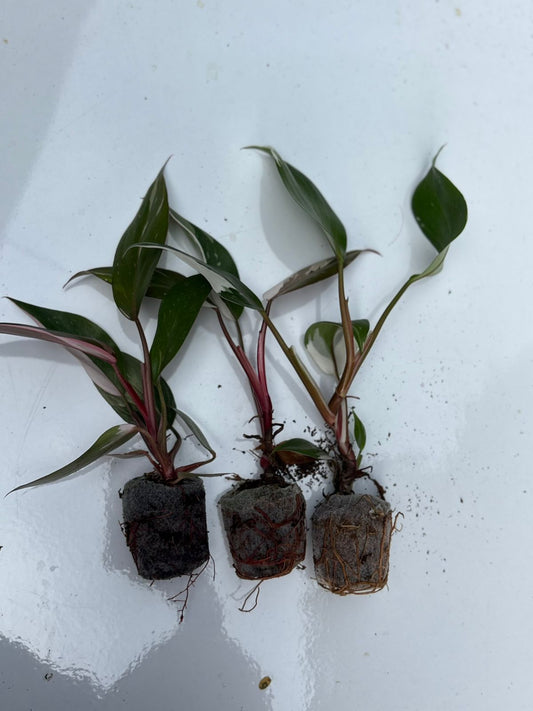 rare verigated philodendron combo - 555