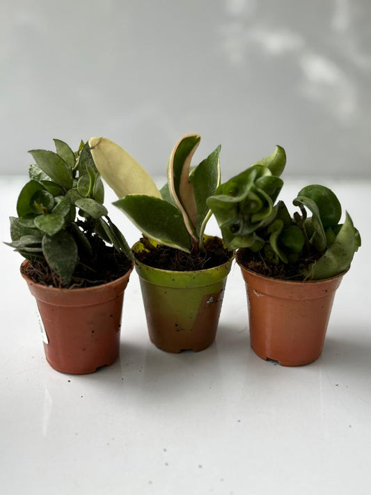 3 types RARE HOYA COMBO 340 in 2" POT