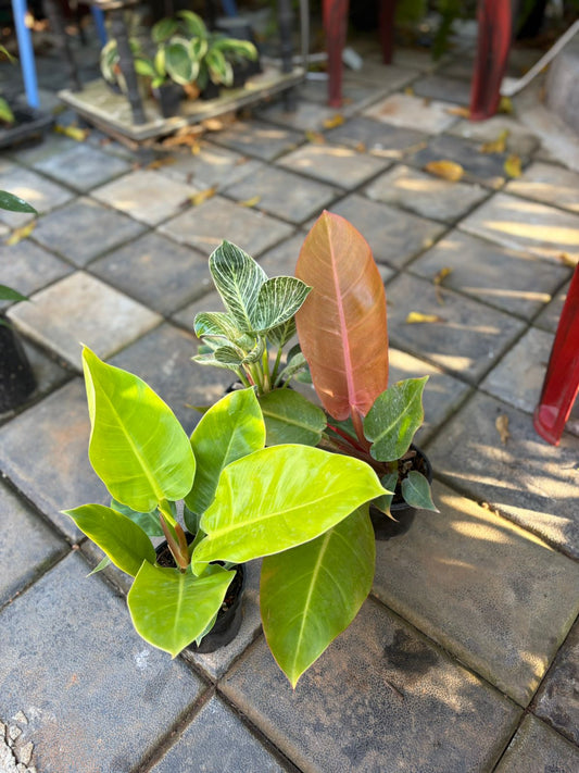 COMBO OF 3 MATURED PHILODENDRONS 840/- BIRKIN,MOON SHINE,ORANGE SPLENDOR IN POT