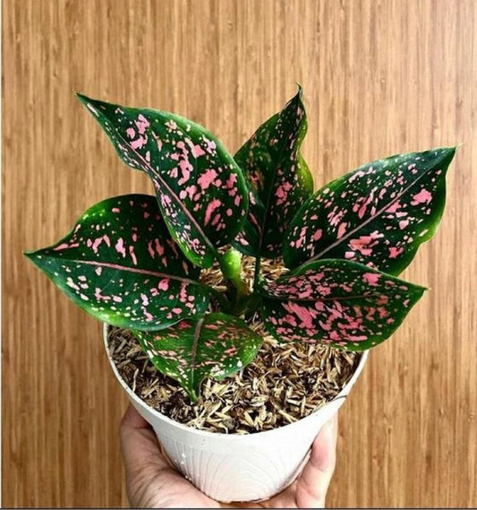AGLONEMA PINK DALMATIAN 5-8 CM IN NET POT