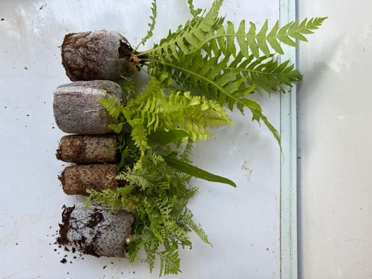 5 RARE FERN COMBO 449/- IN JIFFY BAG