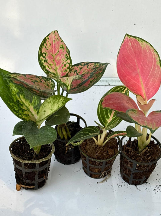 4 AGLONEMA SEEDLINGS COMBO 414/- COCHIN ESCADE ,CHINA RED,PINK VALANTAIN,WIDURI 5-8 CM IN NET POT