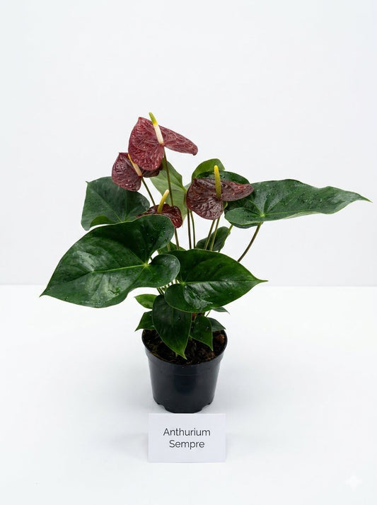 FLOWERING ANTHURIUM SEMPRE BUSHY POT WITH FLOWERS