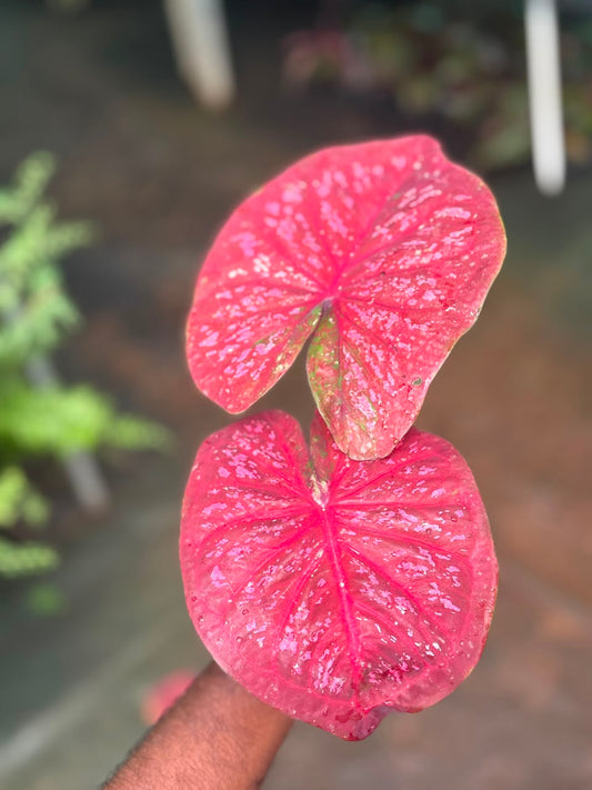 Imported Thai Dwarf Caladium CLM 02 ,One bulb propagated matured plant in 3" pot