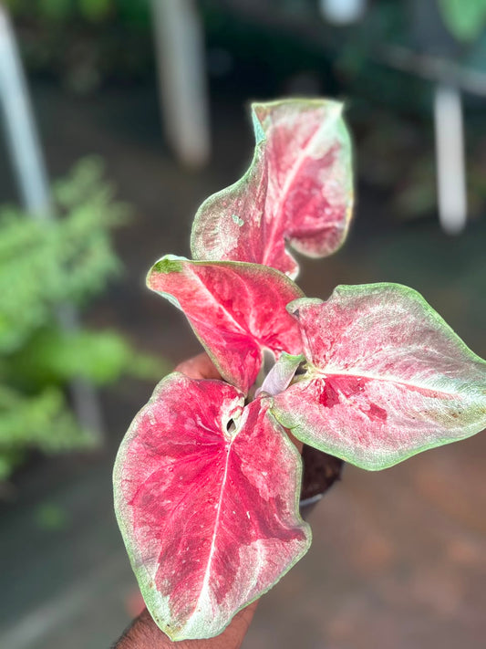 imported Thai Dwarf Caladium CLM 10 , One bulb propagated mother plant) in 3" pot