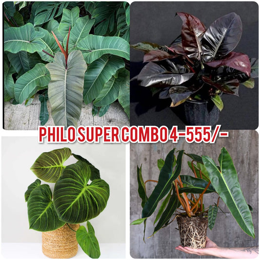 PHILODENDRON SUPER COMBO 4 PLANTS -555/-