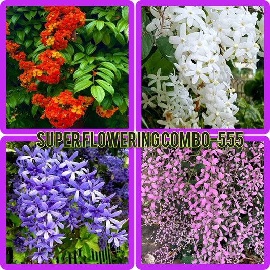 super flowering combo 589/- Bauhinia Coccinea Rooted plant,petria white,petria blue,congea in poly bag