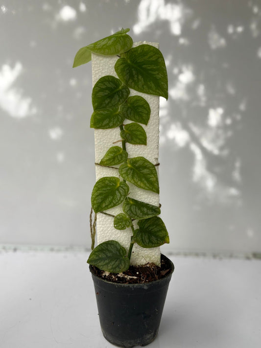 MONTERA DUBIA IN 3" POT
