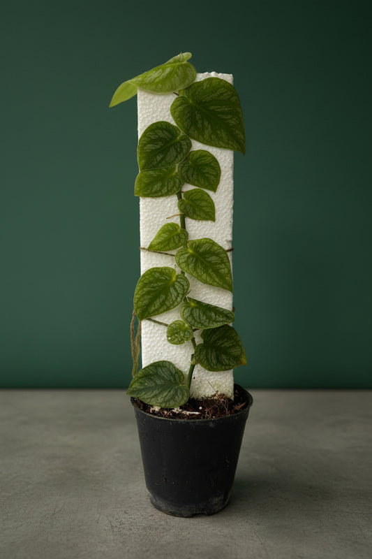MONTERA DUBIA IN 3" POT
