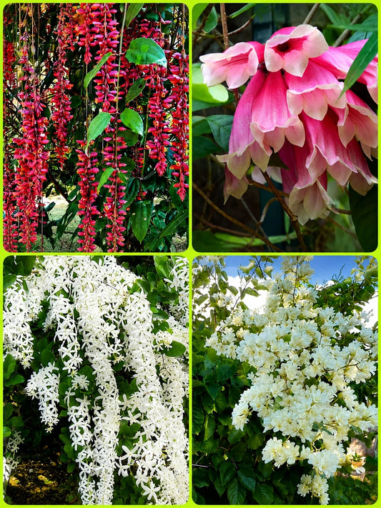 Combo of 4 flowering plant 549/- Thunbergia, Petria White, Fraser Island ,Manimulla in jiffy bags
