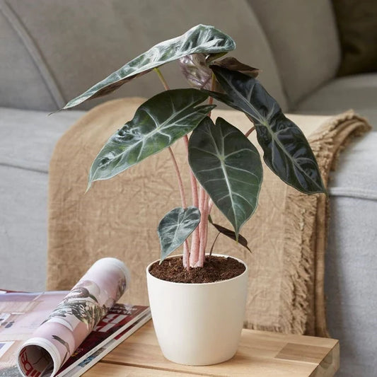 ALOCASIA PINK DRAGON IN NETPOT