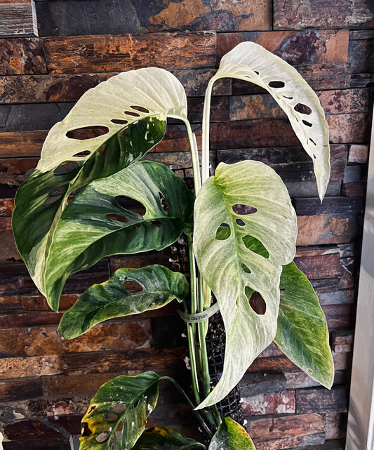 monstera laniata WHITE variegated (Plant in Jiffy Bag)