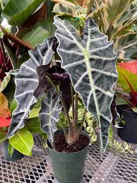 ALOCASIA AMAZONIKA IN JIFFY BAG