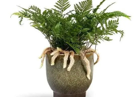 RABBIT FOOT FERN IN JIFFY BAG