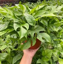 MONSTERA MINIMA (Rhaphidophora Tetrasperma) (Tissue Culture Plant in Jiffy Bag)