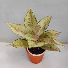 AGLONIMA THAI FROZEN 5-8 CM IN NET POT