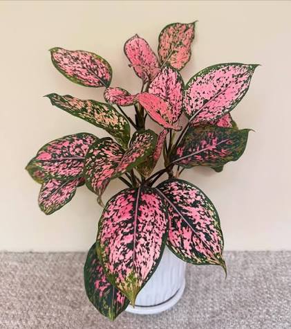 AGLONEMA star pink 5-8 CM SEEDLING in net pot