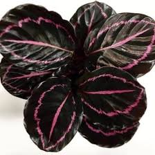 Calathea Dottie (Well Rooted Plant Without Pot)