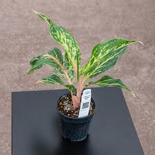 AGLONEMA GREEN SPARKLE 5-8 CM PLANT IN NET POT