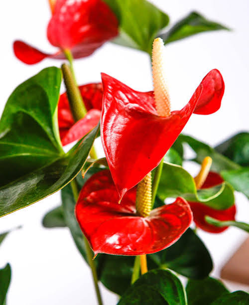 SEEDLING FLOWERING ANTHURIUM RED IN PAPERBAG