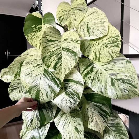 MARBLE QUEEN POTHOS ( MONEY PLANT ) IN NET POT