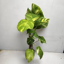 GOLDEN POTHOS ( MONEY PLANT ) IN NET POT