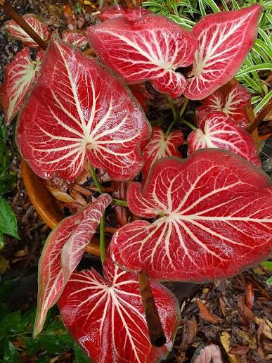 Thai Dwarf Caladium rich of thai Sprouted Bulb in paper bag