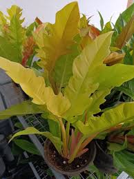 philodendron pluto gold Philodendron PLUTO GOLD (Plant in Jiffy Bag) – pazhassigarden