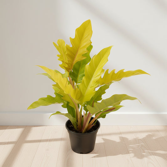 Philodendron PLUTO GOLD (Plant in Jiffy Bag)