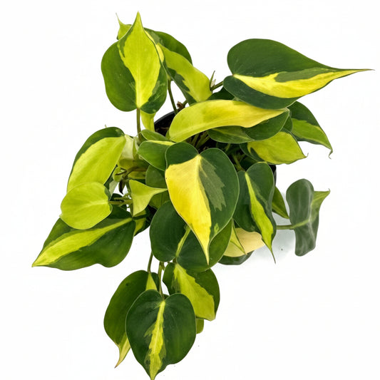 BRAZIL PHILODENDRON IN NET POT